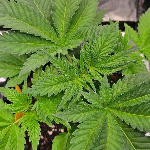 Mimosa evo orange punch  #3 growlog timeline photo
