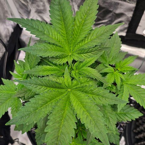 Mimosa evo orange punch  #1 growlog timeline photo