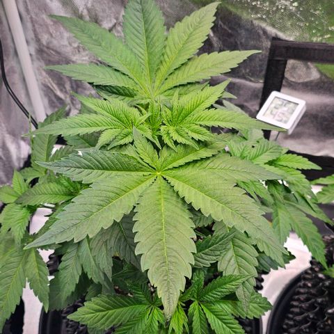 Mimosa evo orange punch  #2 growlog timeline photo