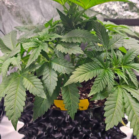Mimosa evo orange punch  #2 growlog timeline photo