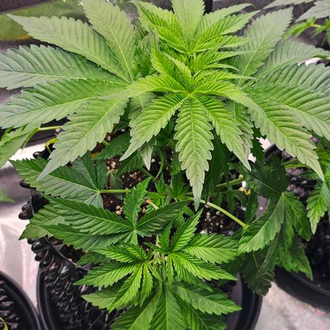 Mimosa evo orange punch  #1 growlog timeline photo