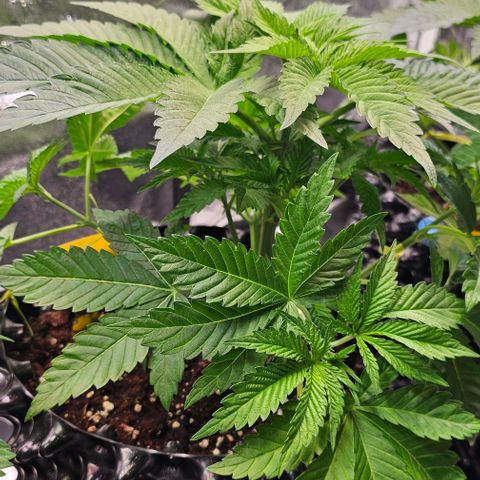 Mimosa evo orange punch  #1 growlog timeline photo