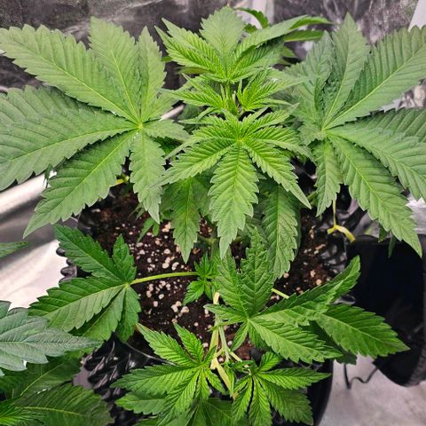Mimosa evo orange punch  #3 growlog timeline photo