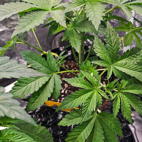 Mimosa evo orange punch  #3 growlog timeline photo
