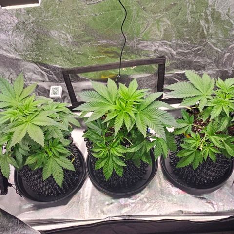 Mimosa evo orange punch  #1 growlog timeline photo