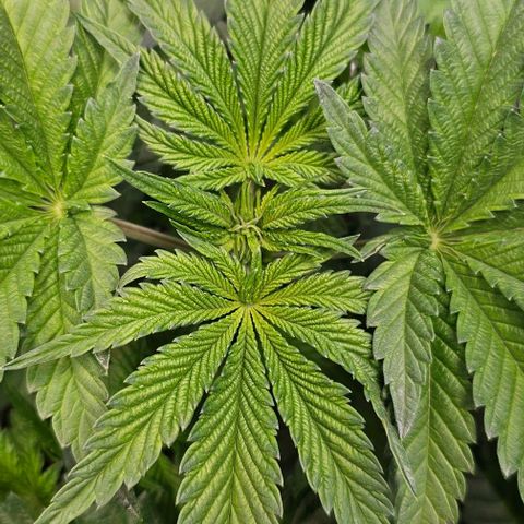 Mimosa evo orange punch  #1 growlog timeline photo