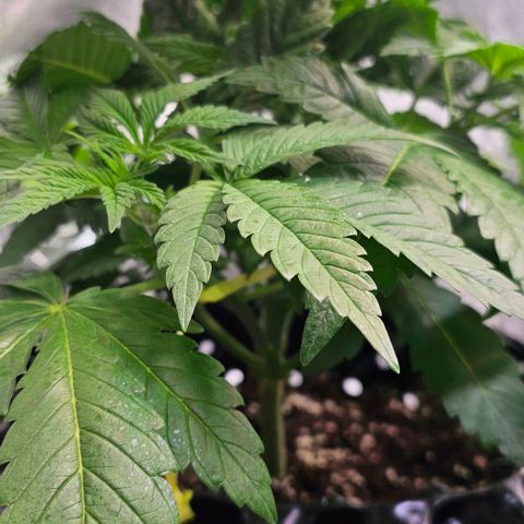 Mimosa evo orange punch  #1 growlog timeline photo