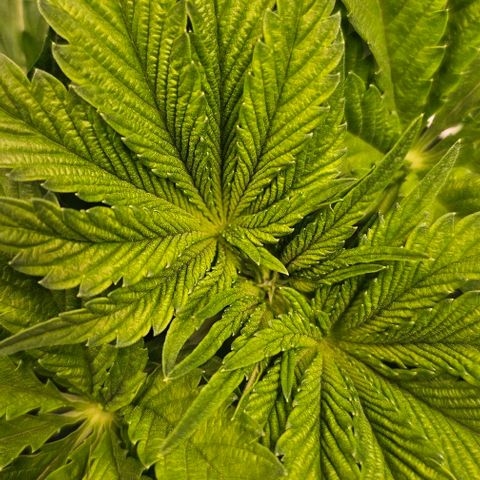 Mimosa evo orange punch  #3 growlog timeline photo