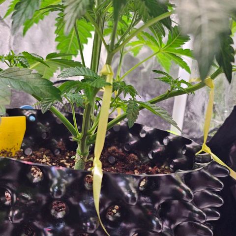 Mimosa evo orange punch  #2 growlog timeline photo