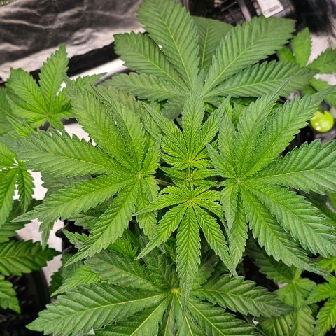 Mimosa evo orange punch  #2 growlog timeline photo