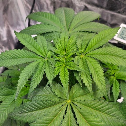 Mimosa evo orange punch  #3 growlog timeline photo