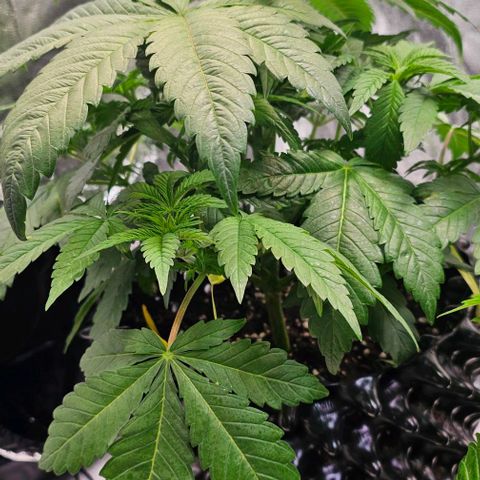 Mimosa evo orange punch  #3 growlog timeline photo