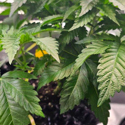 Mimosa evo orange punch  #1 growlog timeline photo
