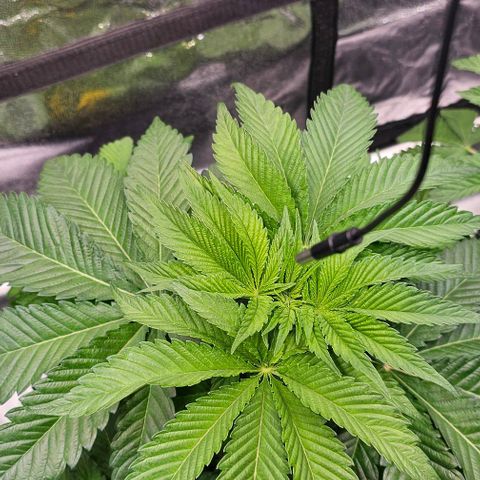 Mimosa evo orange punch  #1 growlog timeline photo