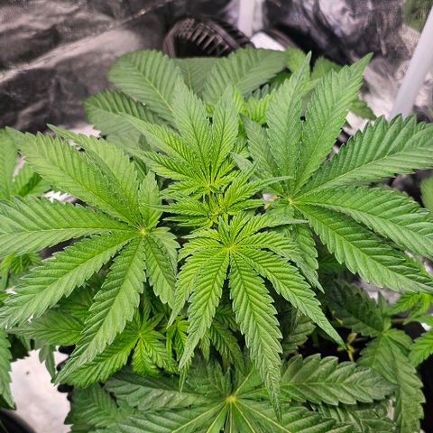 Mimosa evo orange punch  #3 growlog timeline photo