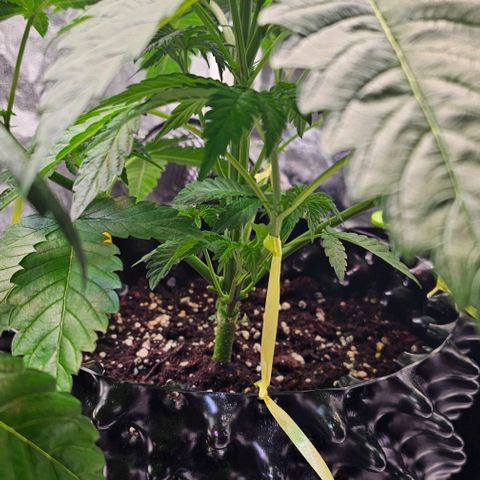 Mimosa evo orange punch  #3 growlog timeline photo
