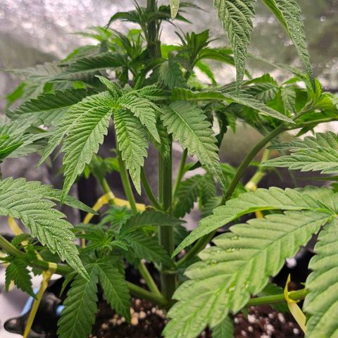 Mimosa evo orange punch  #1 growlog timeline photo