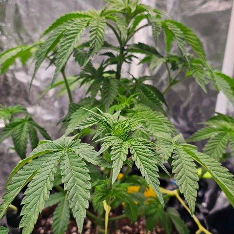 Mimosa evo orange punch  #3 growlog timeline photo