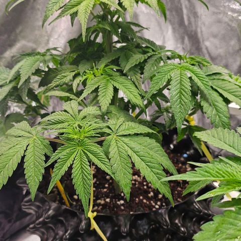 Mimosa evo orange punch  #2 growlog timeline photo