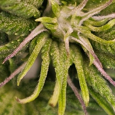 Mimosa evo orange punch  #2 growlog photo: Heute beginnt die 2.Blütewoche..
