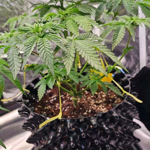 Mimosa evo orange punch  #2 growlog timeline photo