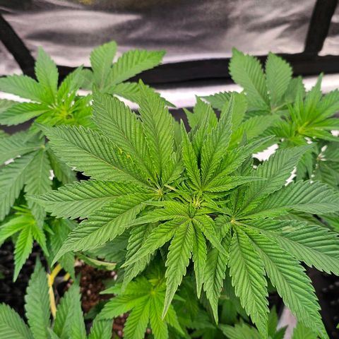 Mimosa evo orange punch  #1 growlog timeline photo