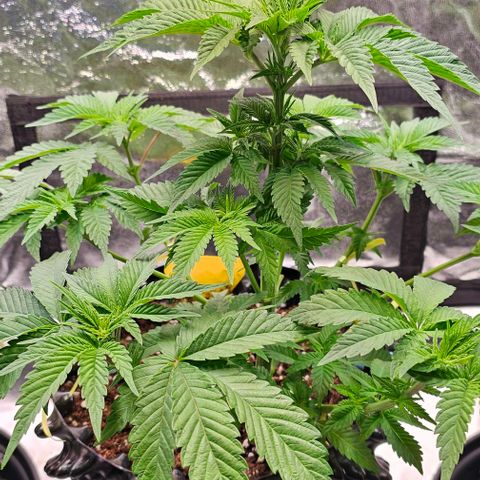 Mimosa evo orange punch  #1 growlog timeline photo