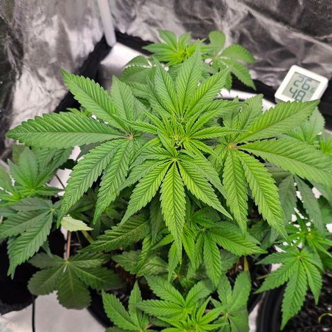 Mimosa evo orange punch  #3 growlog timeline photo