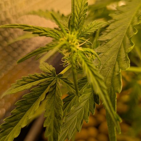Mummy& Daddy OG  growlog photo: Looking good 