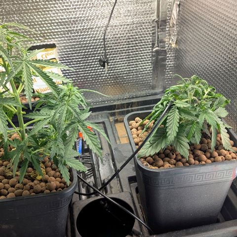 Mummy& Daddy OG  growlog photo: Looking good 