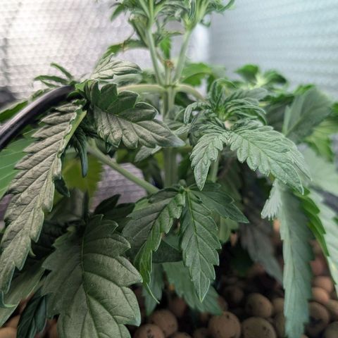 Mummy& Daddy OG  growlog photo: Looking good 