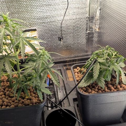 Mummy& Daddy OG  growlog photo: Looking good 