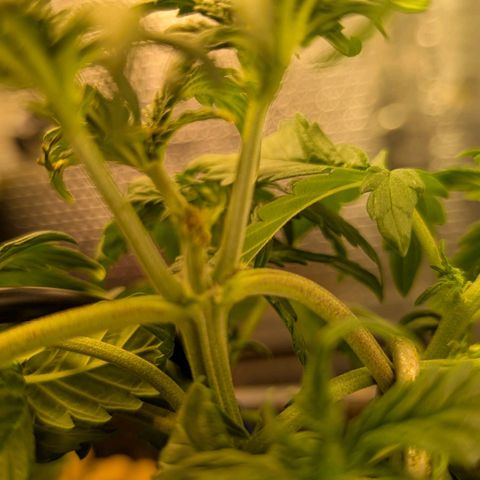 Mummy& Daddy OG  growlog photo: Looking good 
