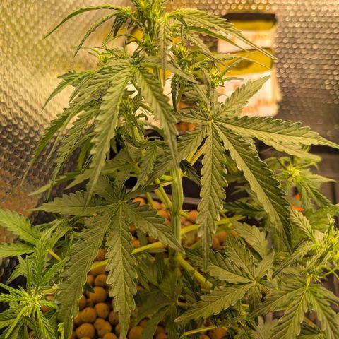 Mummy& Daddy OG  growlog photo: Looking good 
