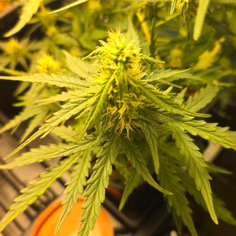 Mummy& Daddy OG  growlog timeline photo