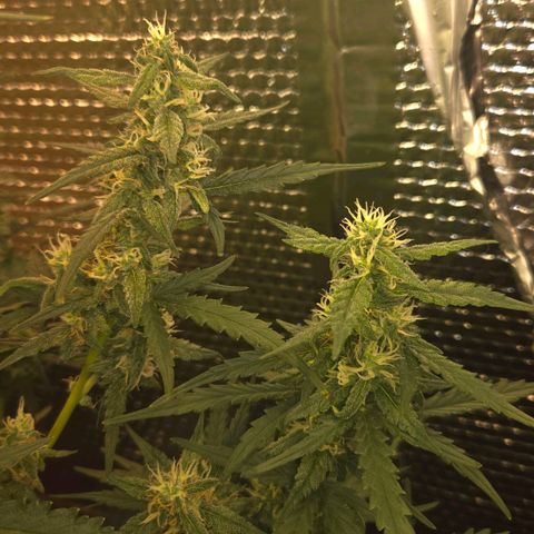 Mummy& Daddy OG  growlog timeline photo