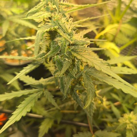Mummy& Daddy OG  growlog timeline photo