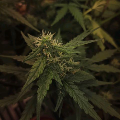 Mummy& Daddy OG  growlog timeline photo
