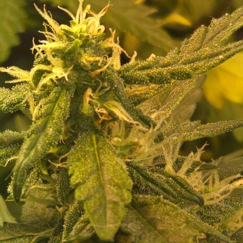 Mummy& Daddy OG  growlog timeline photo