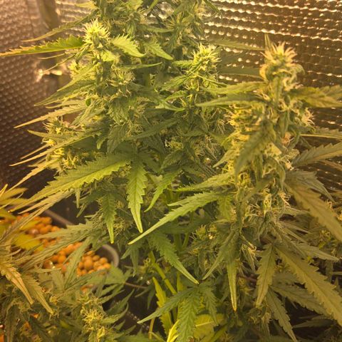 Mummy& Daddy OG  growlog timeline photo