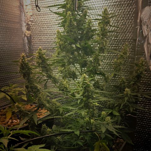 Mummy& Daddy OG  growlog timeline photo