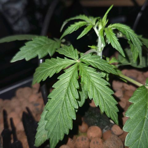Unknown strain growlog timeline photo