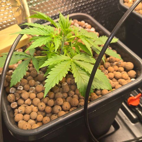 Unknown strain growlog timeline photo