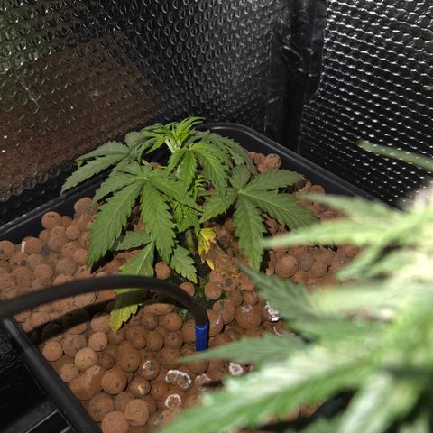 Unknown strain growlog timeline photo