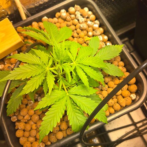 Unknown strain growlog timeline photo