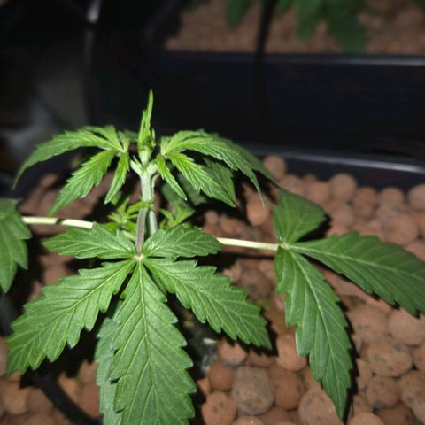 Unknown strain growlog timeline photo