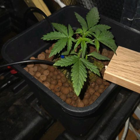 Unknown strain growlog timeline photo