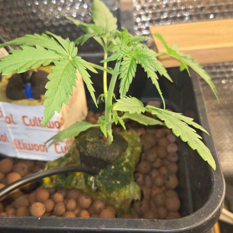 Unknown strain growlog timeline photo