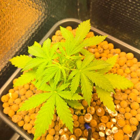 Unknown strain growlog timeline photo