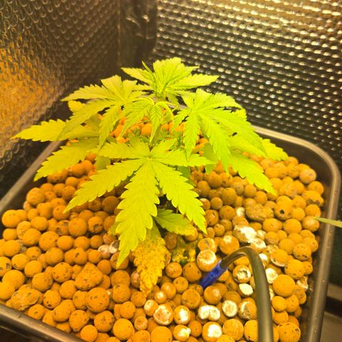 Unknown strain growlog timeline photo